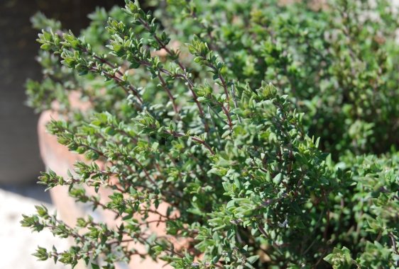 Thyme