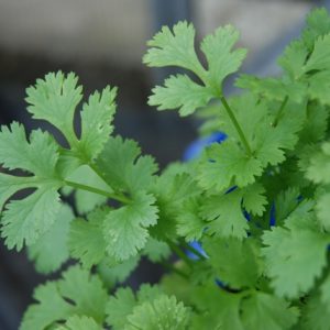 Coriander Filtro
