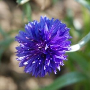 Cornflower Blue