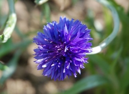Cornflower Blue