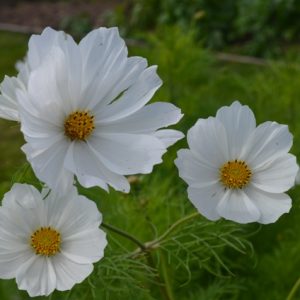 Cosmos White Cosmea