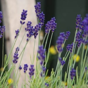 English Lavender