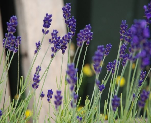 English Lavender