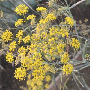 Fennel Bronze