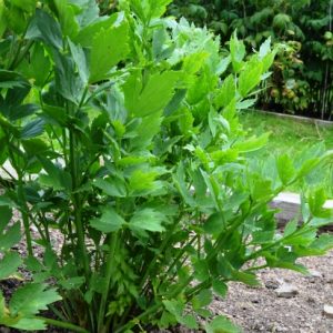 Lovage