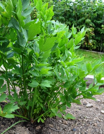 Lovage