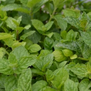 Peppermint