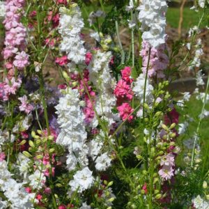 Larkspur Galilee Mix