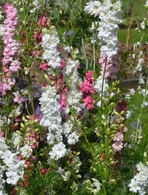 Larkspur Galilee Mix
