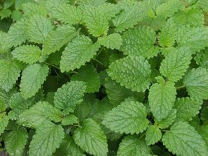 Lemon Balm