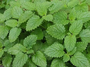 Lemon Balm