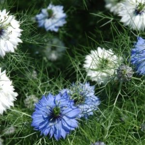 Nigella Damascena