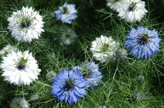Nigella Damascena