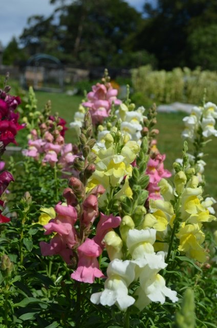 Antirrhinum Snapdragon Mixed