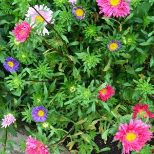 Aster Single Mix