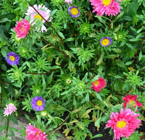 Aster Single Mix