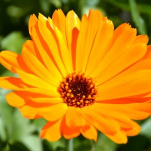 Calendula Pot Marigold