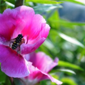 Godetia Grandiflora