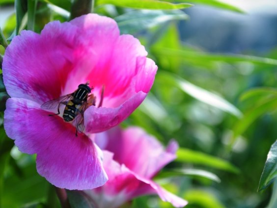 Godetia Grandiflora