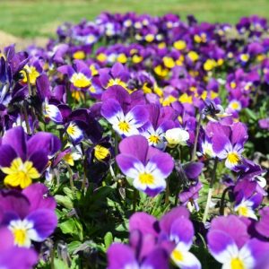 Viola Tricolour