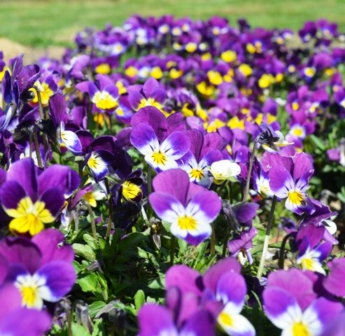 Viola Tricolour