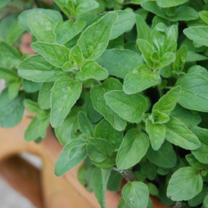 Oregano