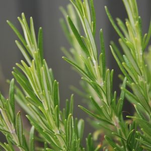 Rosemary