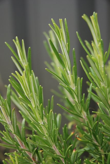 Rosemary