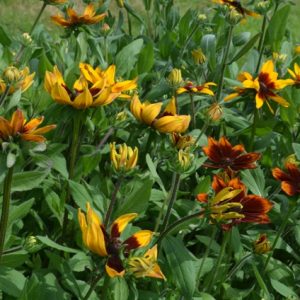 Rudbeckia Sunhat