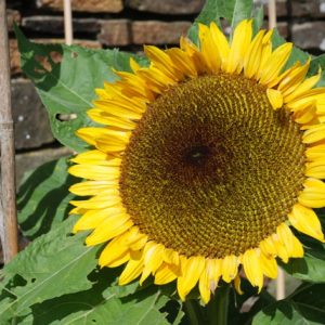 Sunflower Zoar F1