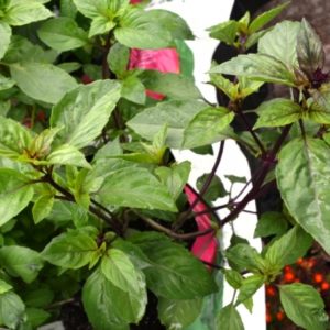 Basil Cinnamon