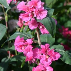 Clarkia Elegans Pink Mix