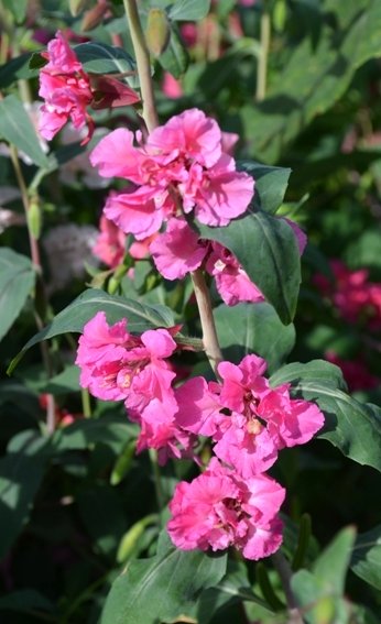 Clarkia Elegans Pink Mix