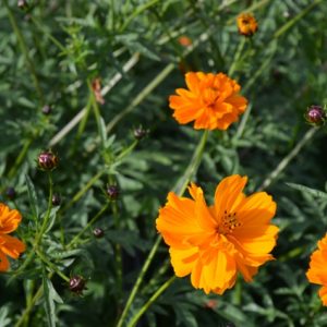 Cosmos Orange Cosmea