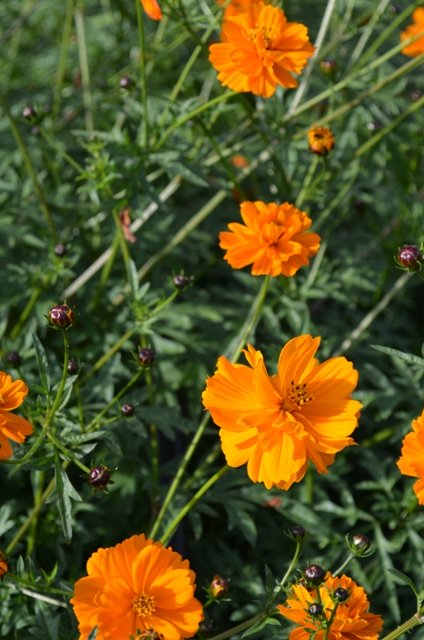 Cosmos Orange Cosmea