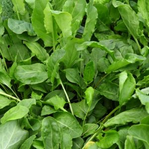 French Sorrel