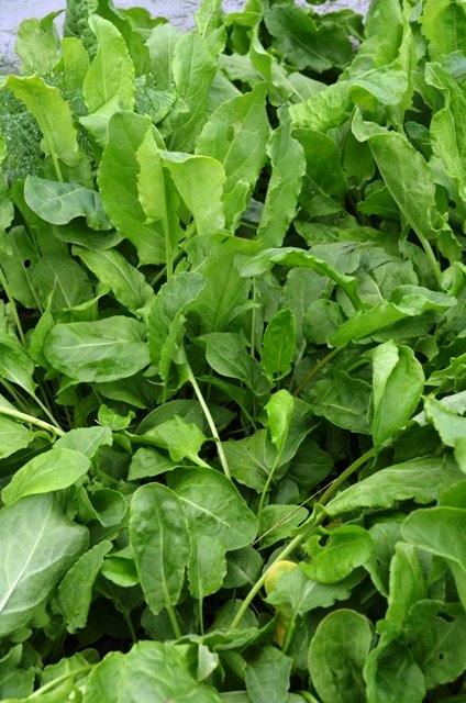 French Sorrel