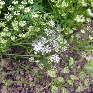 Herb Anise