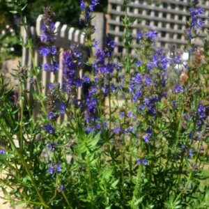 Hyssop