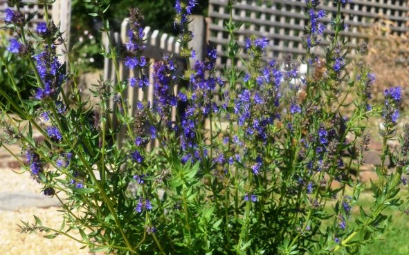 Hyssop