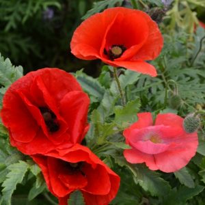 Poppy Single Mix