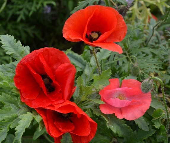 Poppy Single Mix
