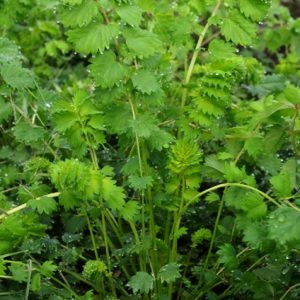 Burnet Salad