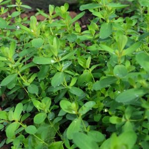 St Johns Wort
