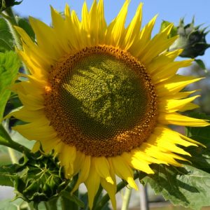 Sunflower Giant Yellow
