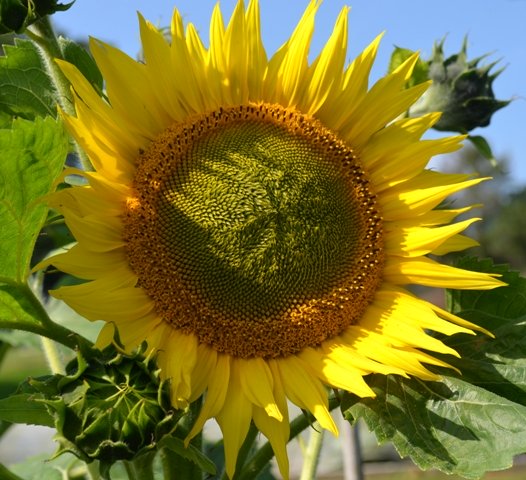 Sunflower Giant Yellow