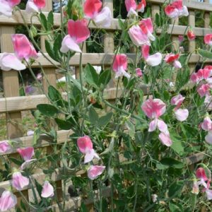 Sweet Pea Painted Lady