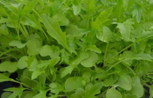 Mizuna Microgreen