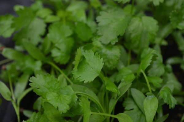Coriander Microgreen