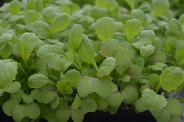 Giant Red Mustard Microgreen